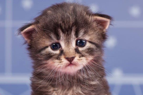 Sad-young-brown-tabby-kitten.jpg