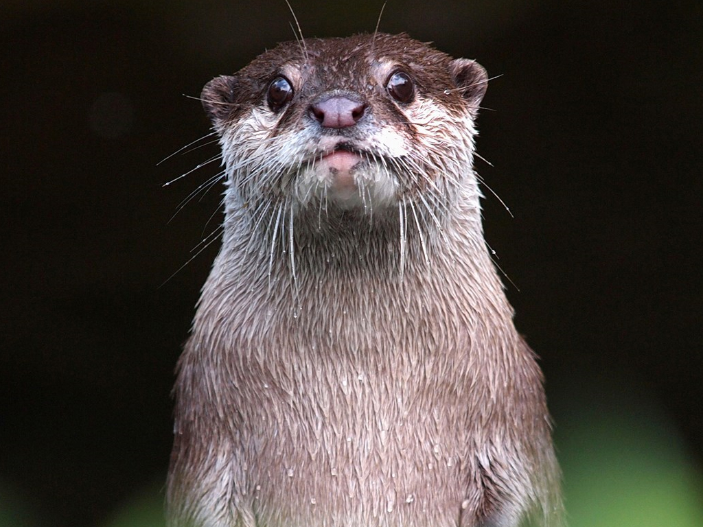 Check Out Microsoft S Cute New Free Windows 10 Theme With All The 4k Otters Onmsft Com Check Out Microsoft S Cute New Free Windows 10 Theme With All The 4k Otters Onmsft Com