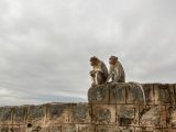 A researcher in india is using ai to solve monkey business with microsoft's ai for earth grant - onmsft. Com - november 27, 2019