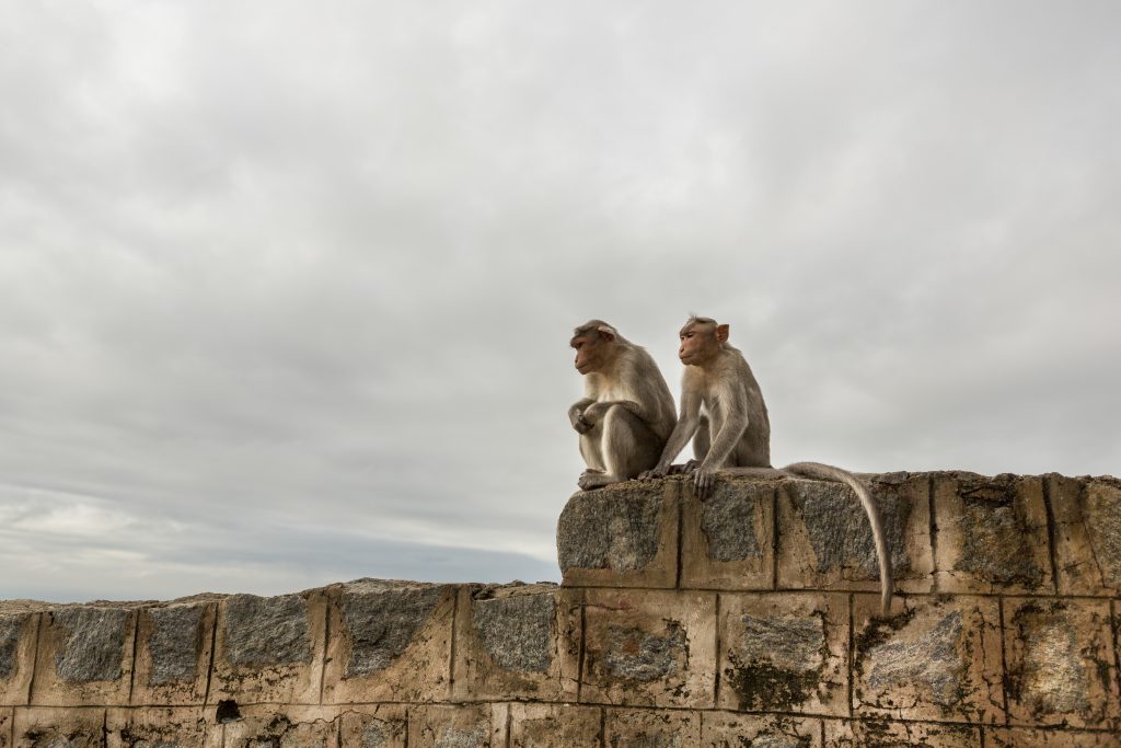 A researcher in India is using AI to solve monkey business with Microsoft's AI for Earth grant - OnMSFT.com - November 27, 2019