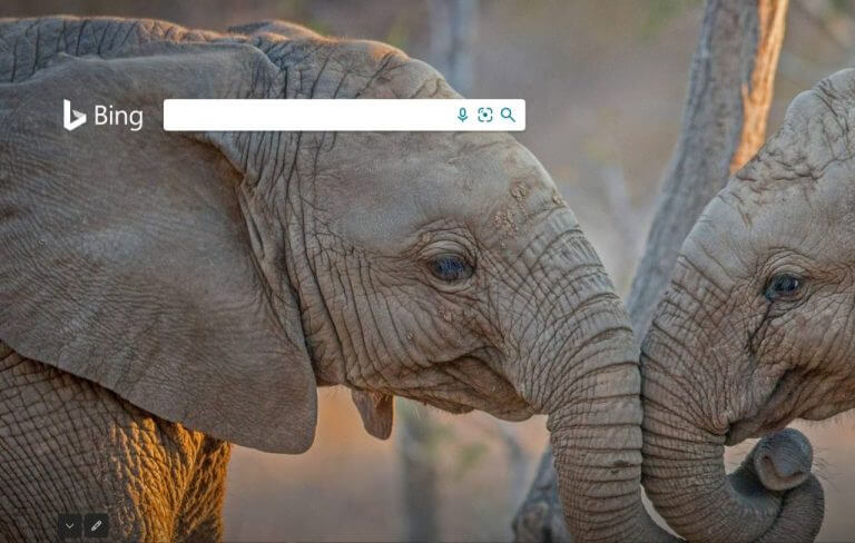 Bing home page elephants