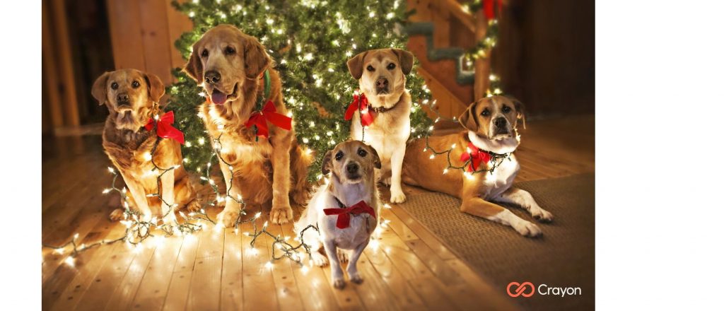 Microsoft Teams Background Christmas Dogs Preview